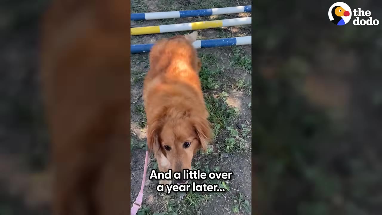 A golden retriever dog stands on a grassy path near blue and yellow agility poles, with text overlay reading 'And a little over a year later...'