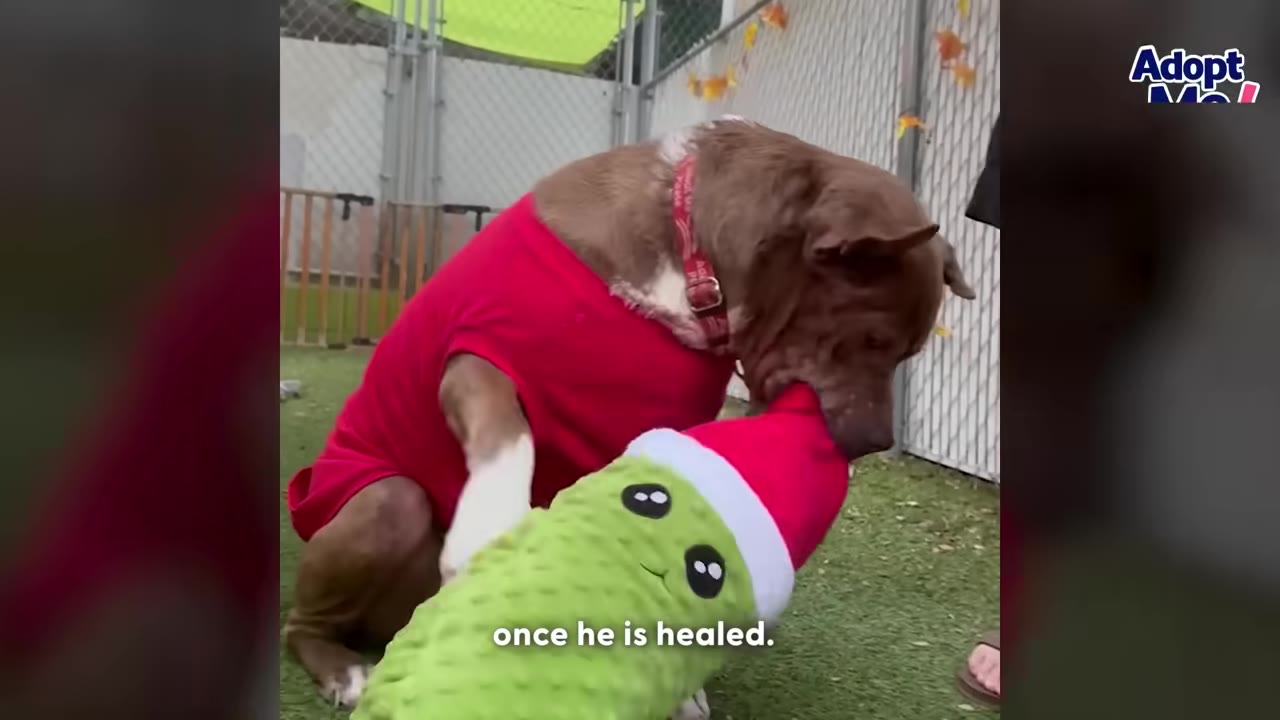A brown dog wearing a red shirt plays with a green and red plush toy on a grassy area.