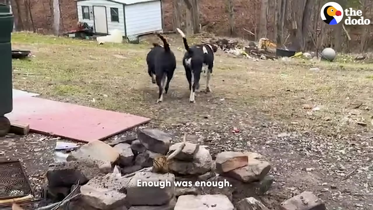 Two black and white dogs walking away from the camera in a grassy yard with a small white shed in the background.