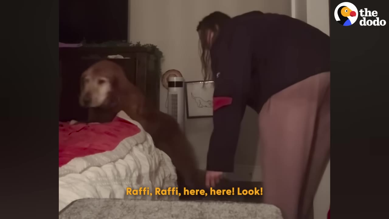 A senior brown dog stands hesitantly next to a bed while a woman bends down to encourage him to use a ramp.