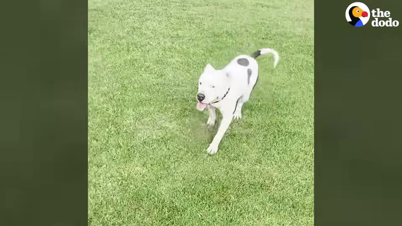 A white dog with black spots runs happily across a green grassy field.