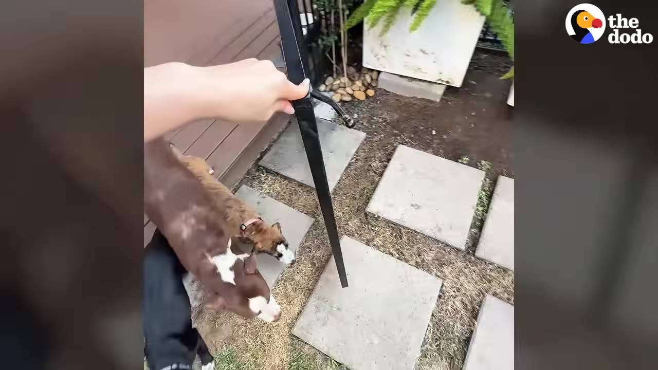 A hand opens a black gate as a brown and white dog and a smaller brindle puppy eagerly wait at the entrance.
