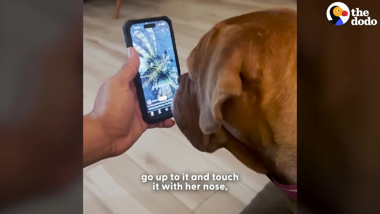 A close-up of a brown dog touching its nose to a smartphone screen held by a person, showing a video of a lionfish.