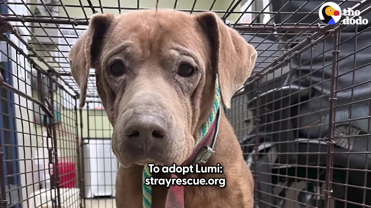 A close-up shot of Lumi, a brown dog with floppy ears, looking directly at the camera from inside a wire crate.