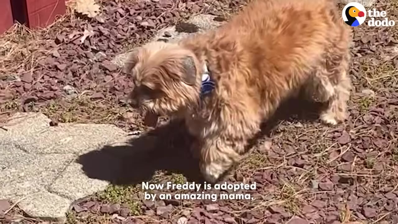 A healthy, fluffy brown dog walks confidently outdoors on a stone path.