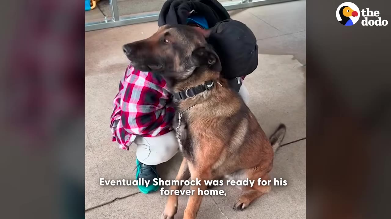A German Shepherd mix dog named Shamrock sits calmly while a person in a red and black plaid shirt hugs him from behind.