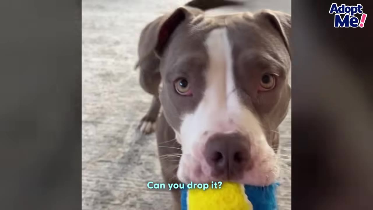 A close-up portrait of a grey and white dog looking directly into the camera while holding a yellow and blue toy in its mouth.