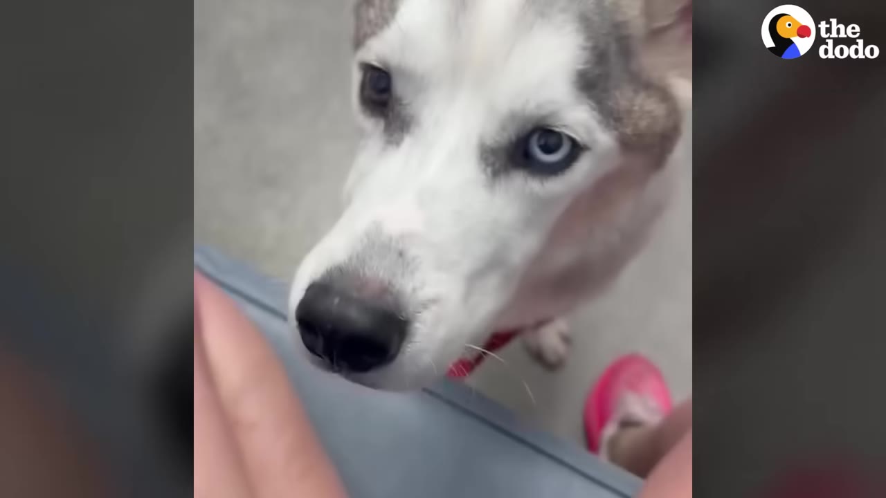 A close-up shot of a husky with striking blue eyes looking up attentively.