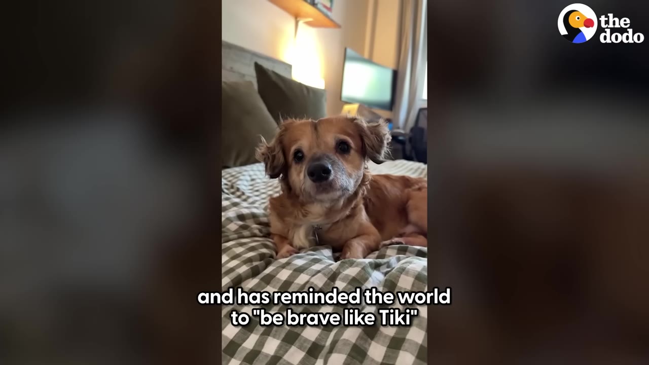 A small, fluffy brown dog with floppy ears lies on a green and white checkered blanket, looking directly at the camera.