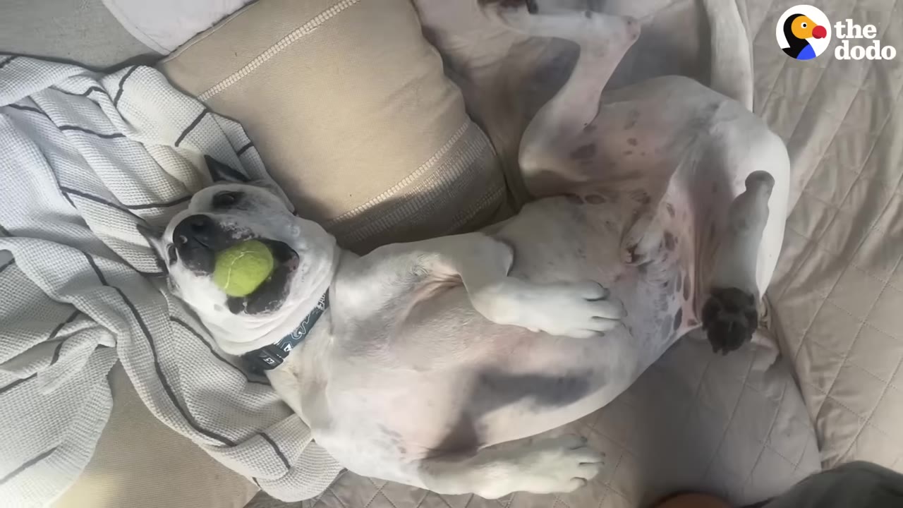 A white dog lies on its back on a comfortable couch, holding a green tennis ball in its mouth.