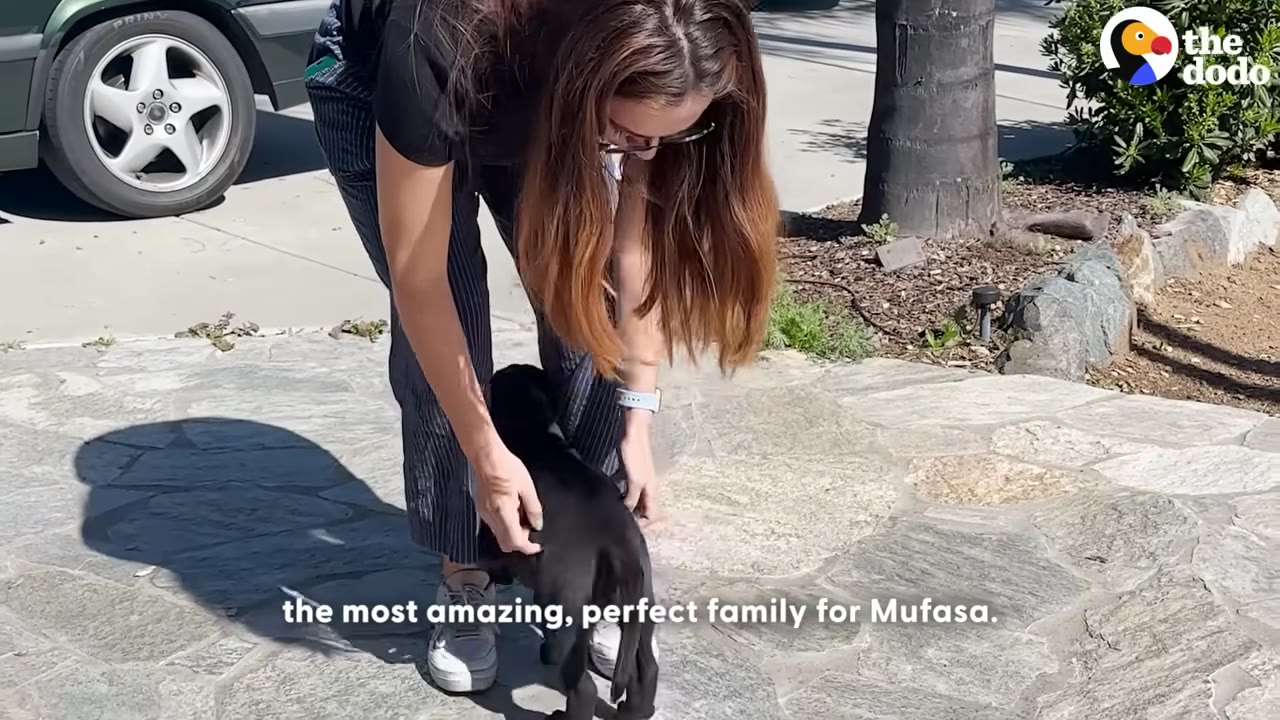 A woman with long brown hair bends down to pet a small black puppy on a stone patio outdoors.