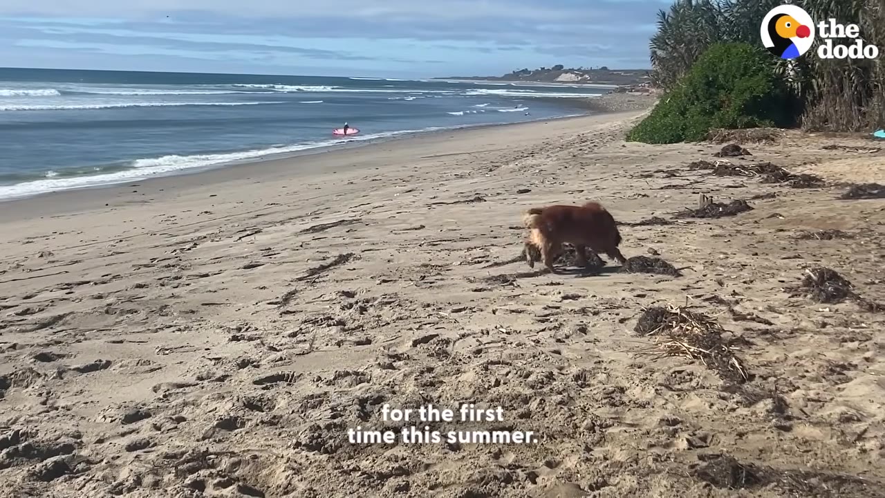 A golden retriever explores a sandy beach near the ocean shoreline.