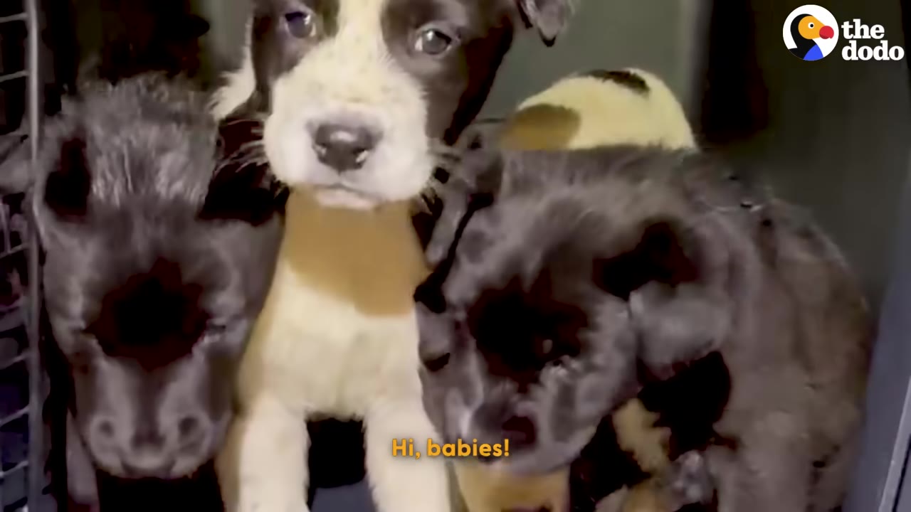Three adorable puppies, one black and white and two dark-furred, looking forward inside a kennel.
