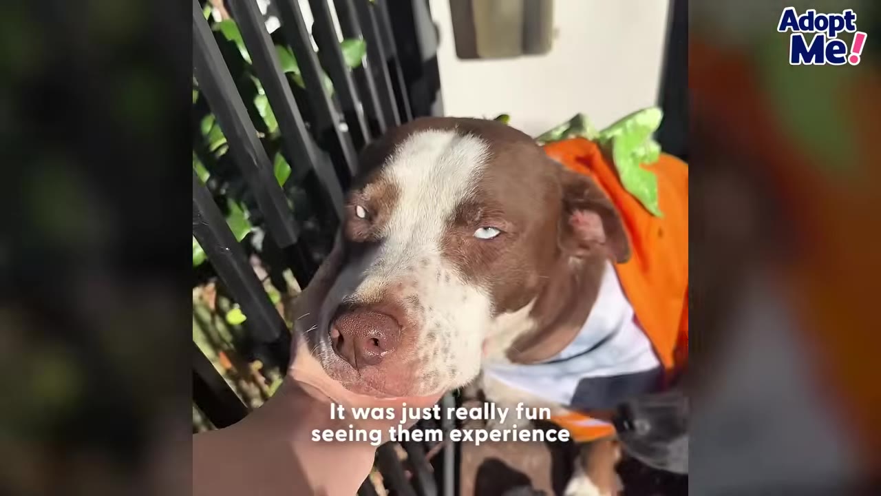 A close-up shot of a brown and white dog with light blue eyes wearing an orange costume, being gently petted under the chin by a person's hand.