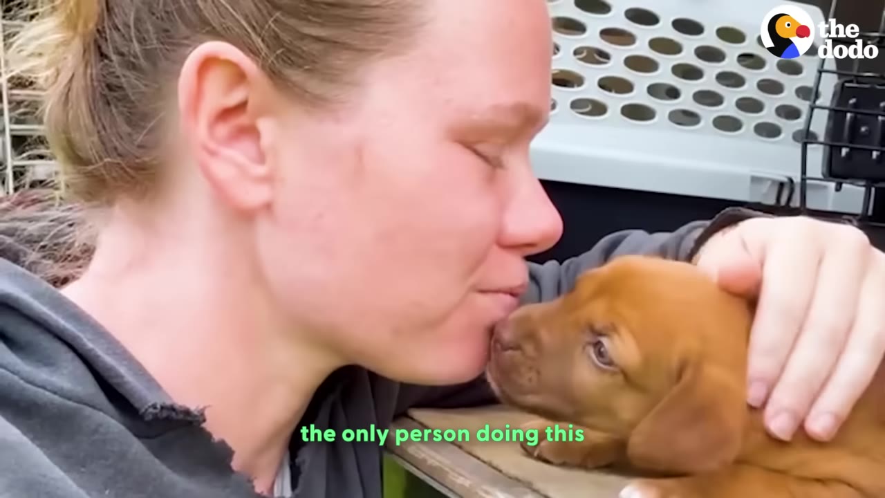 A close-up profile of a woman with her hair pulled back, gently kissing a small brown puppy on its nose.