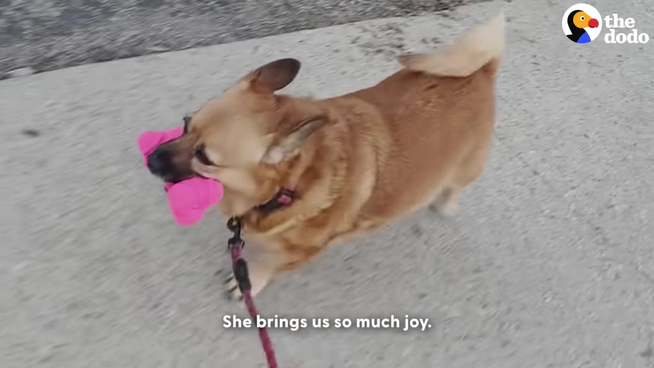 A small brown dog walks on a leash on a paved surface while carrying a bright pink toy in its mouth.