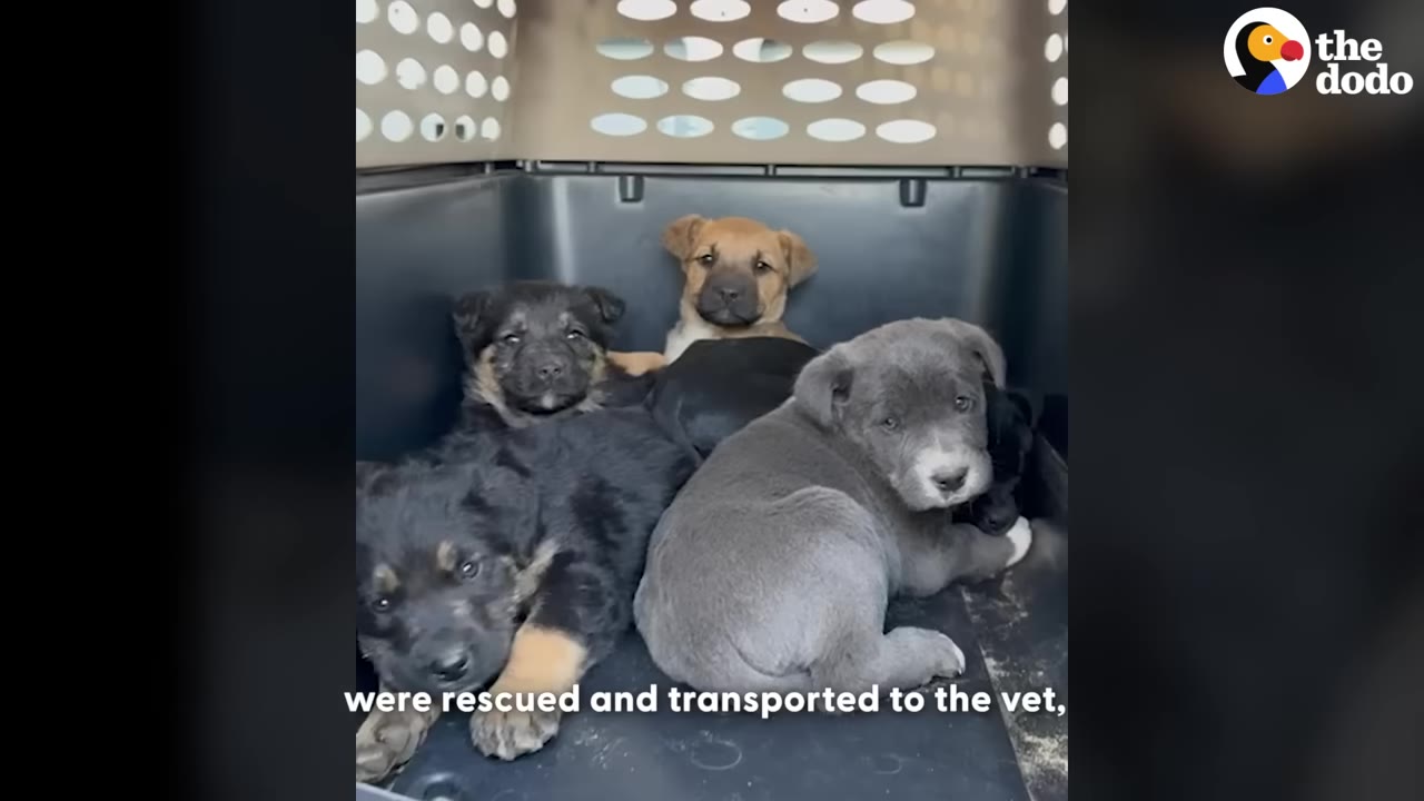 Several small puppies of different breeds, including a grey one and black-and-tan ones, huddle together inside a plastic pet transport crate.