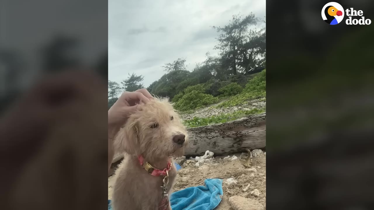 A scruffy, light-colored dog wearing a pink collar sits on a sandy beach while a hand gently pets its head.
