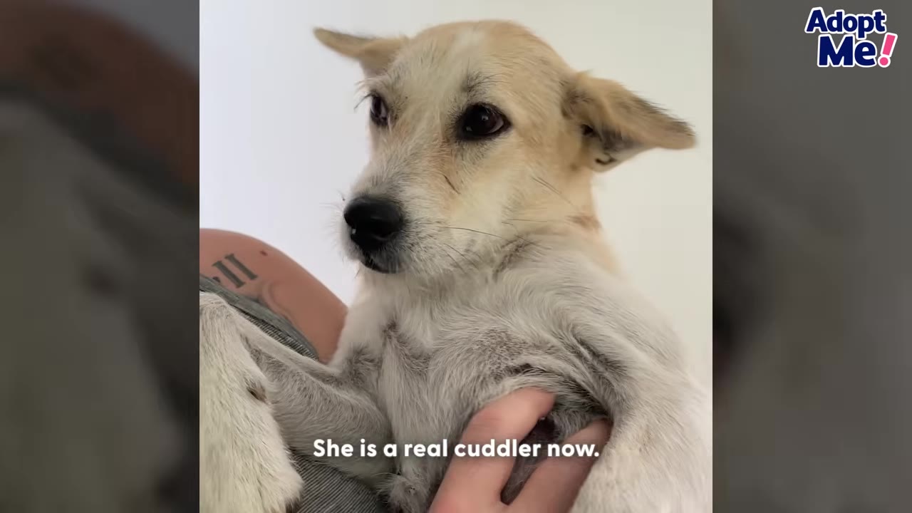 A fluffy, light-colored dog with floppy ears is held lovingly in someone's arms, looking calm and healthy.