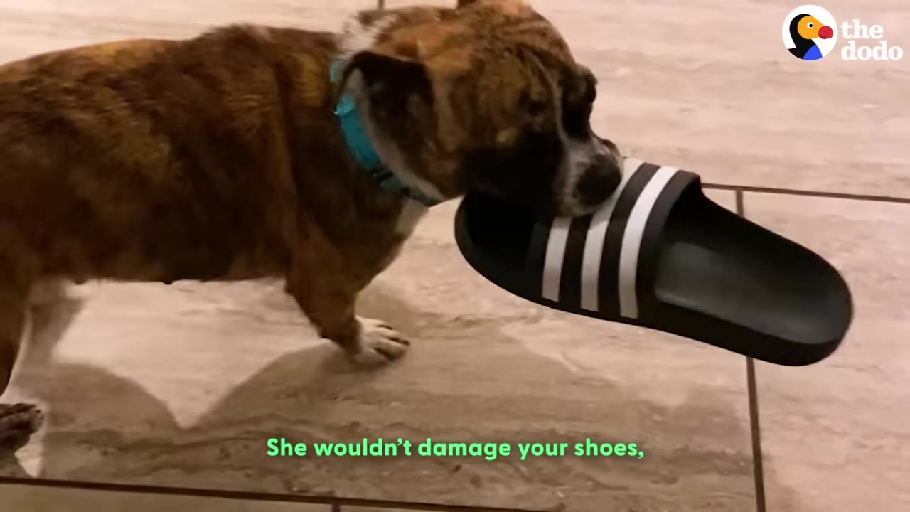 A small brindle dog gently carrying a black and white striped slide sandal in its mouth.