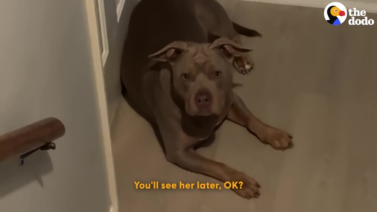 A brown pit bull lies on a carpeted floor near a staircase, looking up with a sad expression.