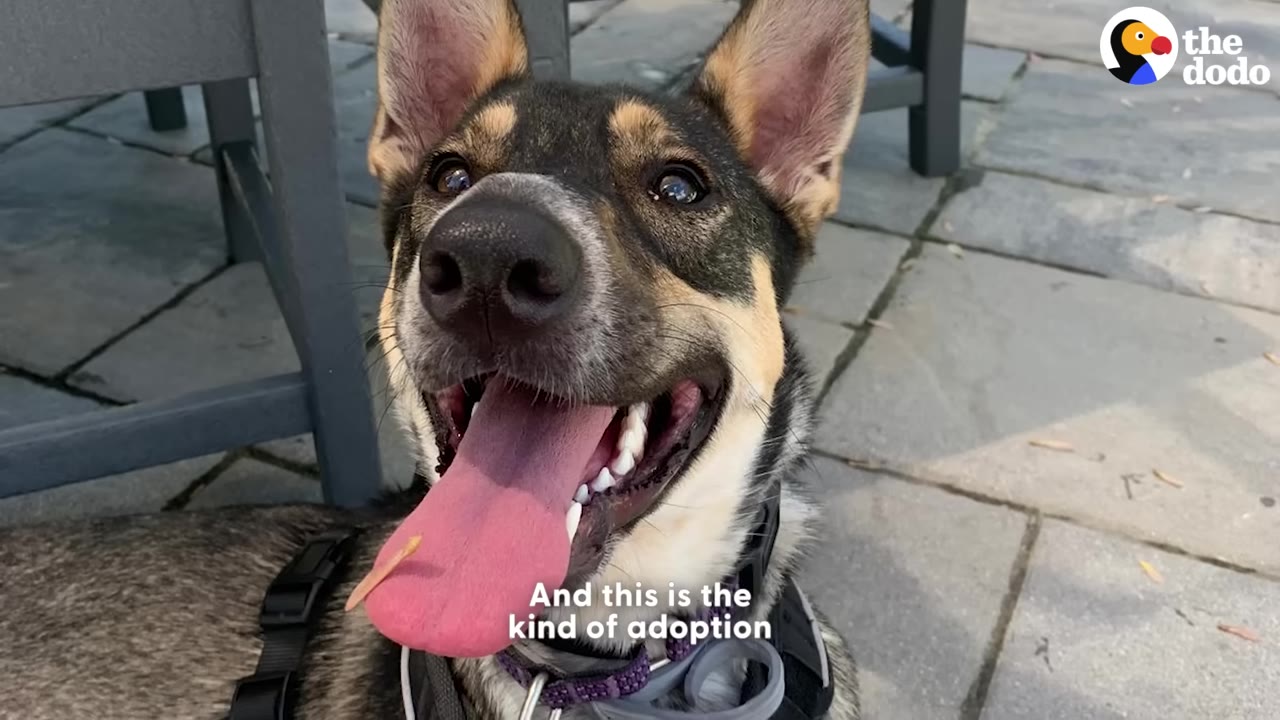 A close-up shot of a happy German Shepherd mix dog panting with her tongue out while lying on a stone patio.