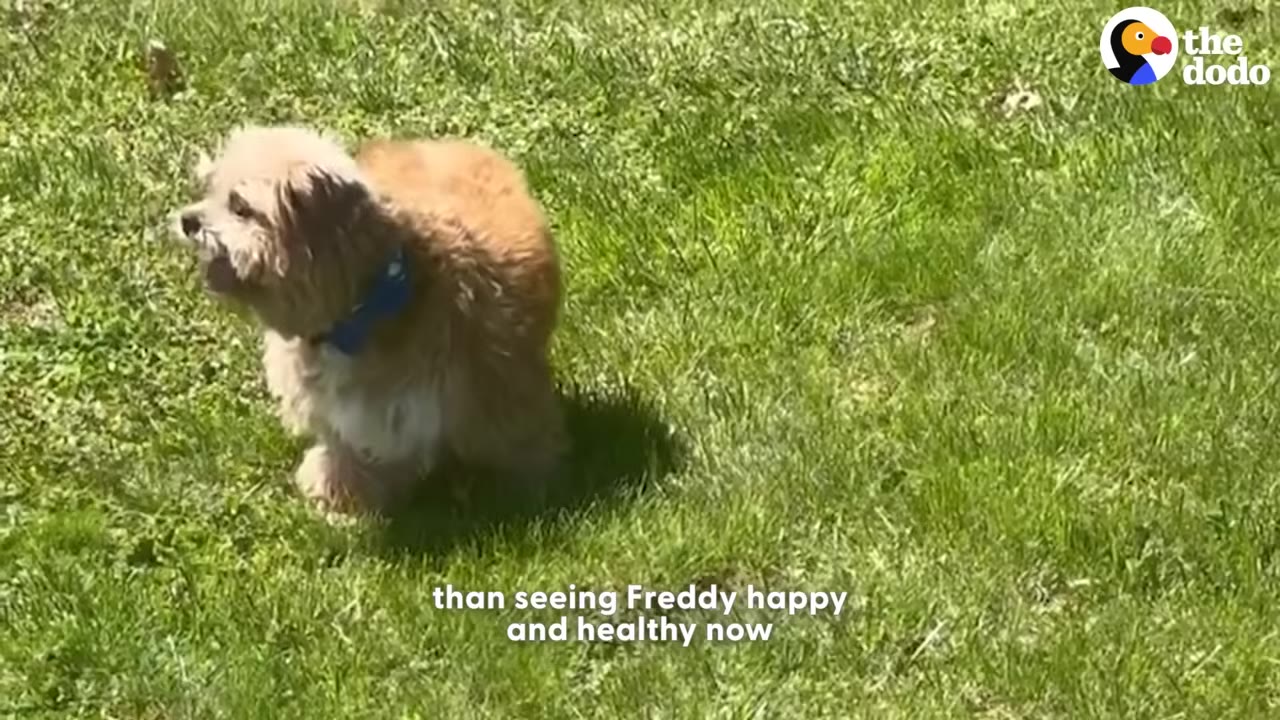 A small, fluffy brown dog wearing a blue collar stands on a green grassy lawn.