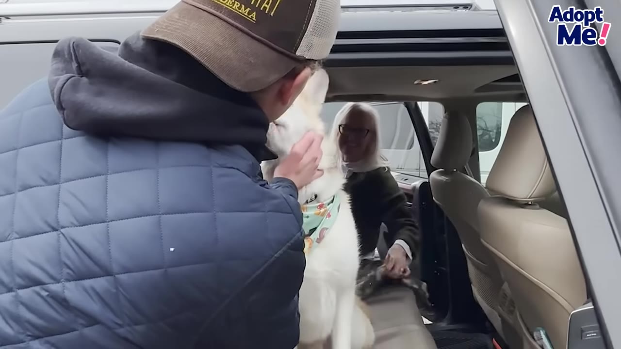 A white dog wearing a light green patterned bandana sits in the back of a car, being petted by a man in a blue jacket and cap, while a smiling woman with white hair and glasses looks on from inside the vehicle.