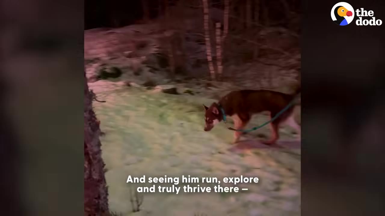A brown and white dog on a leash walks across a snowy patch of ground at night.