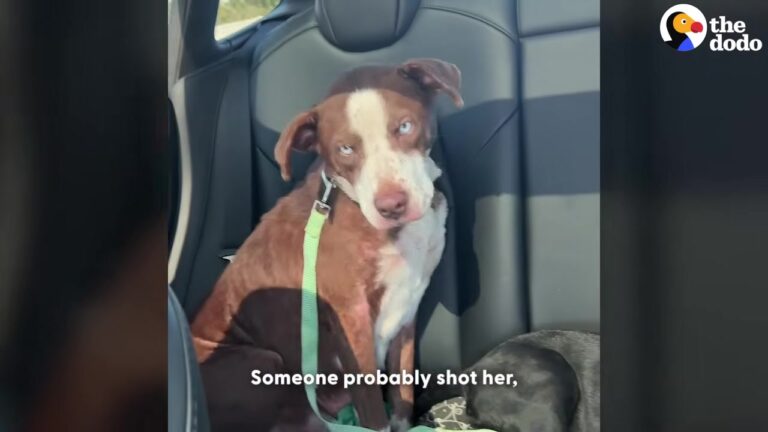 Texas Dog Abandoned With Her Puppies Hides A Heartbreaking Secret In Her X-Ray