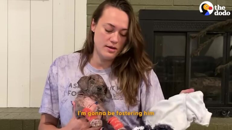 Texas Dog Barely Looked Like A Pup Until A Surprising Medical Discovery Changed Everything