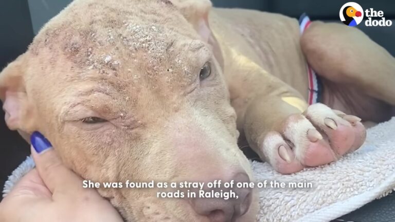 North Carolina Stray Was Too Timid To Make Eye Contact Until A Patient Friend Showed Her How To Trust