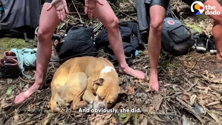 California Hiker Makes A Deal With A Weak Stray And Uncovers A Heartbreaking Secret