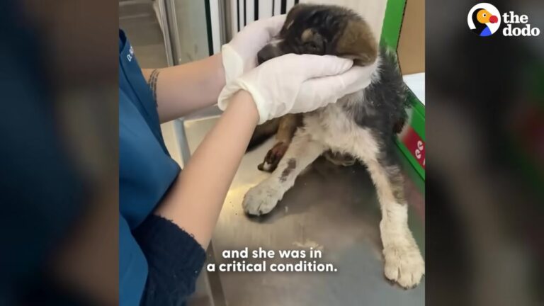 Heartbroken Califonia Puppy Kept Crying Inside A Medical Cone Until The Team Noticed Something Unexpected