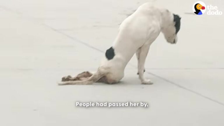 Kansas Driver Pulls Into A Random Parking Lot And Notices Something Dragging Itself Across The Concrete