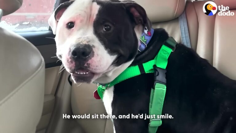 Quiet Illinois Shelter Dog Had Barely Barked Once, Until Life Started Looking Very Different