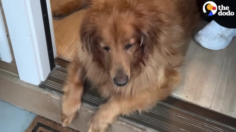 Depressed California Dog Could Barely Stand, Then Her Rescuers Tried Something Completely Ordinary