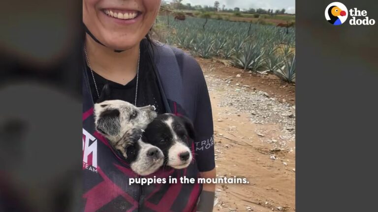 Washington Biker Finds Six Abandoned Puppies, Unaware They Would Soon Help Her Survive A Heartbreaking Loss