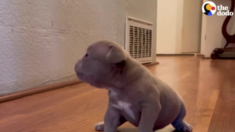 Feisty California Puppy With A Cleft Lip Faces An Uncertain Future Before One Family Takes Notice