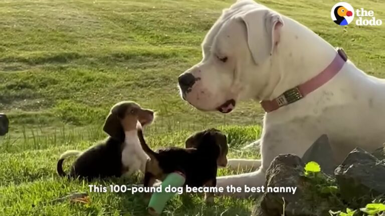 Terrified Georgia Mama Dog Struggled With Seven Puppies Until A 100-Pound Stranger Stepped In