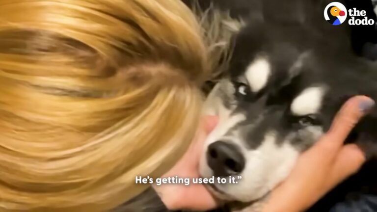 Michigan Husky Was Too Exhausted To Eat, But A Sudden Nosebleed Led To A Life-Changing Diagnosis