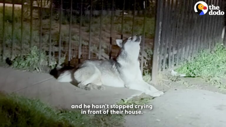 Heartbroken Husky Was Left Crying Outside His Empty Texas Home Before Rescuers Noticed Something Unexpected