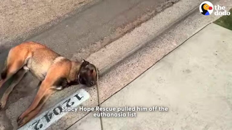 Frightened Colorado Dog Could Barely Move As The World Around Him Became Too Much