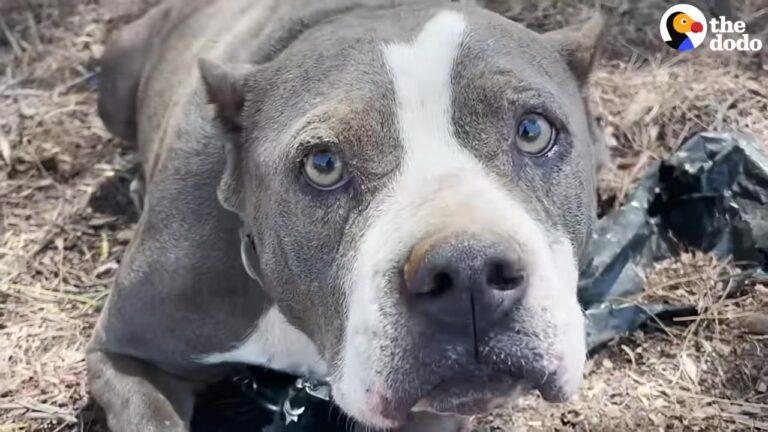 Lonely California Pit Bull Was Left In A Secluded Spot Until A Stranger Noticed Something Was Wrong