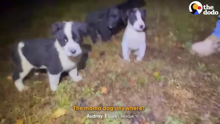 Shivering Texas Puppies Were Dumped In Freezing Rain And Left Huddling Together For Warmth