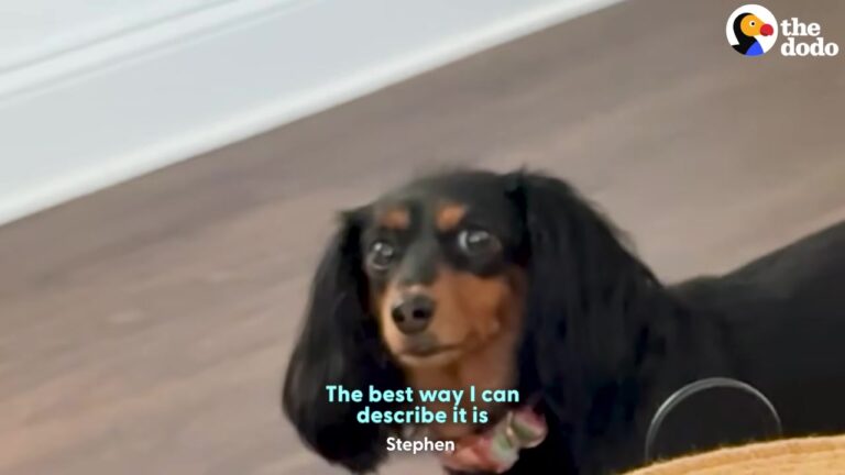 Texas Dachshund Has The Most Expressive Eyes, But Her Hilarious Stares Are Reserved For Judging Her Mom