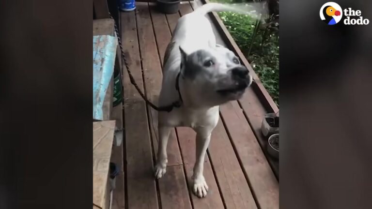A Florida Woman Walked Onto A Panama Island And Saw Something Wandering Alone With A Coconut