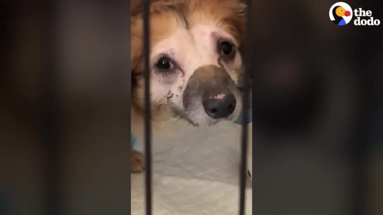 Terrified New York Dog Stayed Hidden In His Bed, Until His Foster Mom Tried Something Completely Different