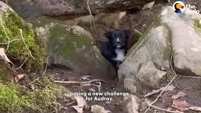 Texas Mama Dog Leads Rescuer Deep Into The Woods For A Cave Rescue That Leaves Everyone Holding Their Breath