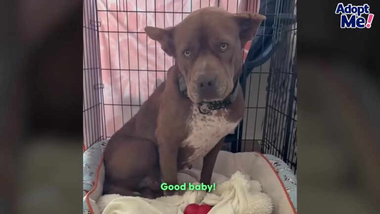 California Pittie Was Returned To The Rescue In Worse Shape Than Before, Yet His Tail Never Stopped Wagging